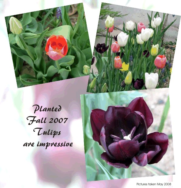 Planted Fall 2007, what impressive showing of Tulips
