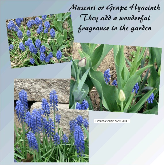 Muscari or Grape Hyacinth - multipy each year