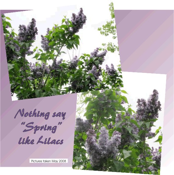 Nothing says spring like lilacs