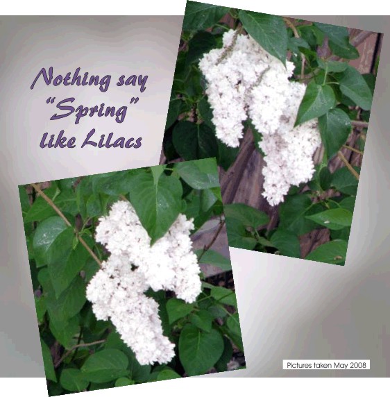 Lilics - a sign of spring