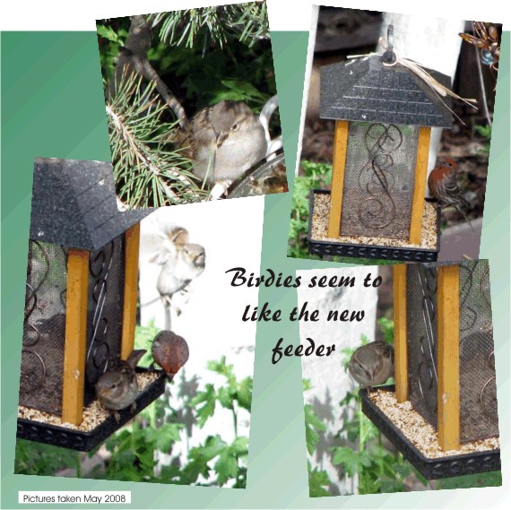 The birds like their new feeder