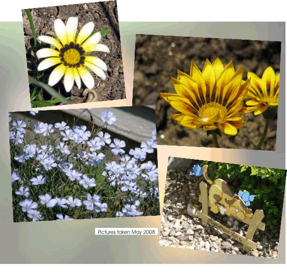 African Daisy, Ganzia & Flax - a nice combination