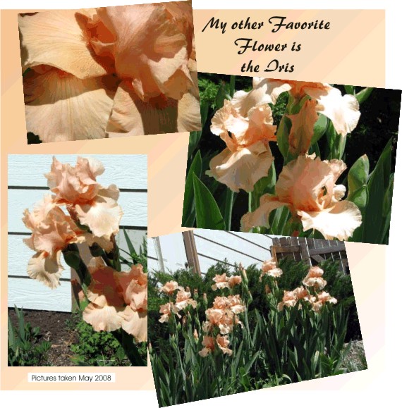 My other Favorite Flower is the Iris