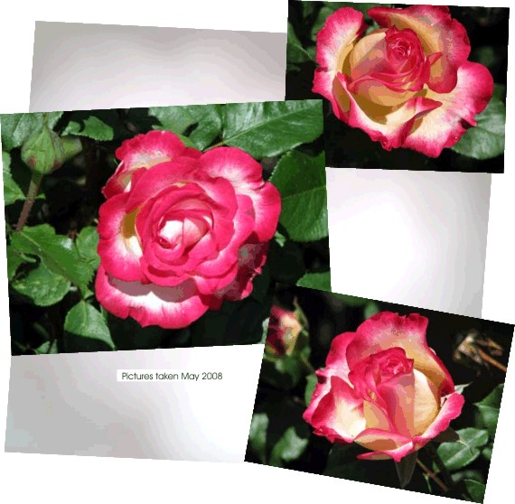 This rose is called "love"