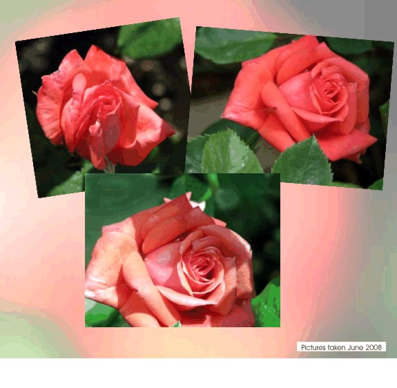 This Rose is called "Tropicana"  -- a Hybrid Tea Rose