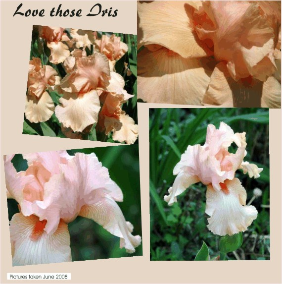 Love my Iris