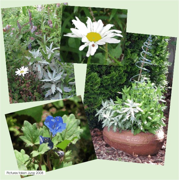 flowers in my garden