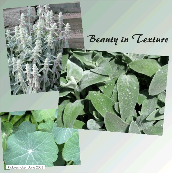 Beauty in Texture