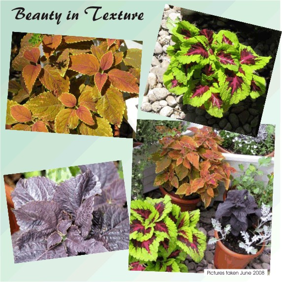 Beauty in Texture