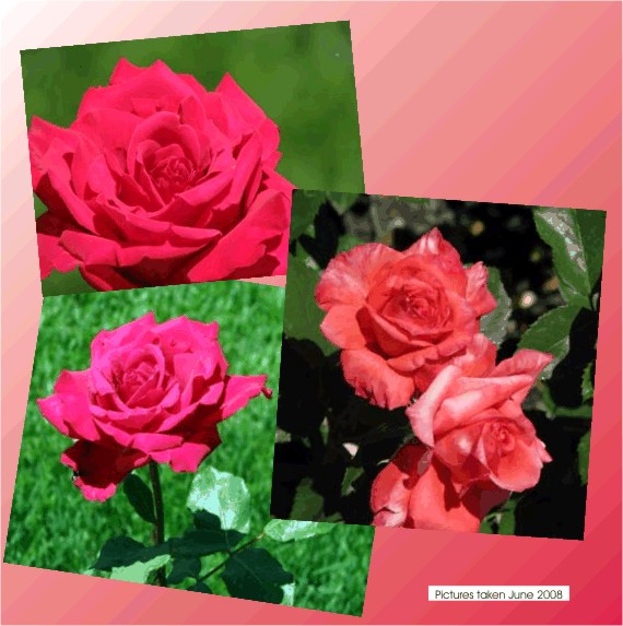 Love my roses