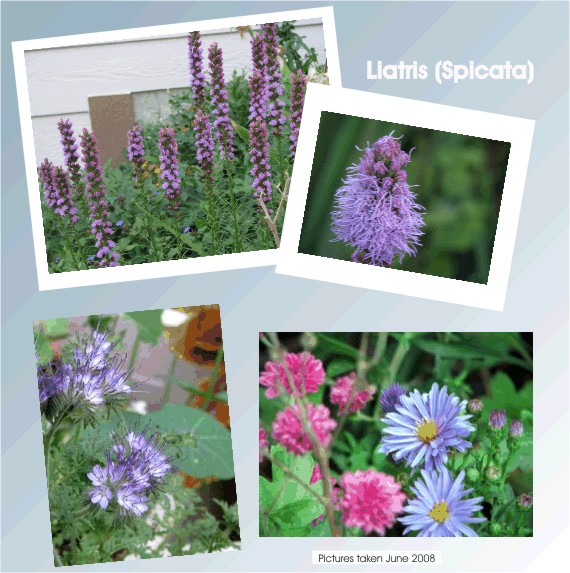 Liatris spicata Floristan Violet multiplied 