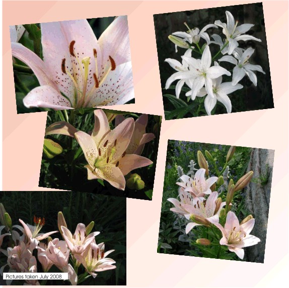 Asian Lilies