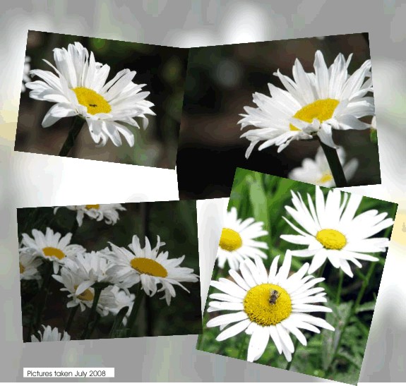 Chrysanthemum maximum (Asteraceae) or Shasta Daisy