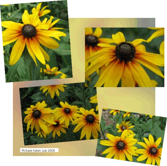 Rudbeckia or Black-Eyed Susans' warm color ascent the garden