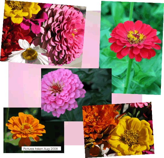 Zinnias come is so many colors