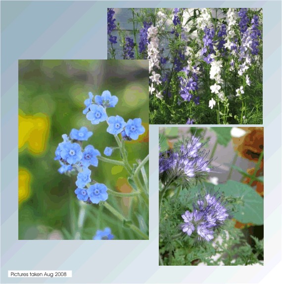 Cool Shades of Blue in the Garden are Calming