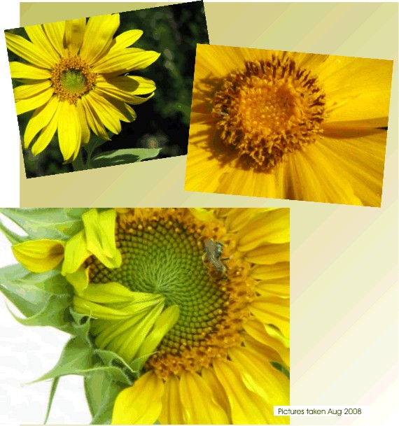Sunflowers - up close and personal
