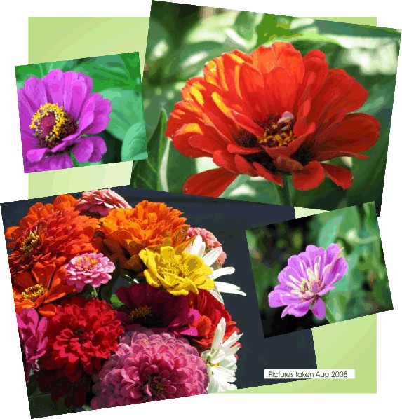 Zinnias bring such a splash of color