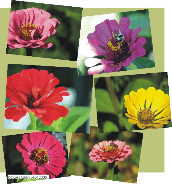 Zinnias are always a welcomed addition to my garden