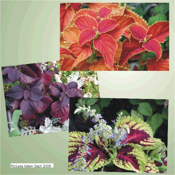 Coleus plants are best known for their bright colors