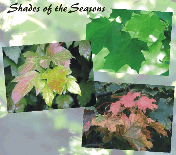 shades of the seasons