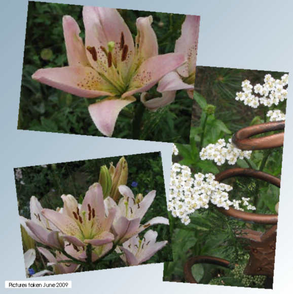 flowers in my garden - asians lilies & yarrow