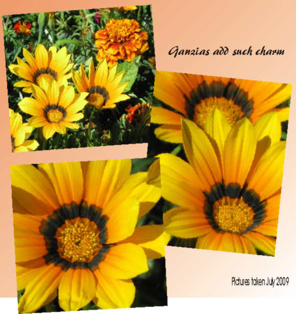 What cheer from these bright yellow-orange ganzias!