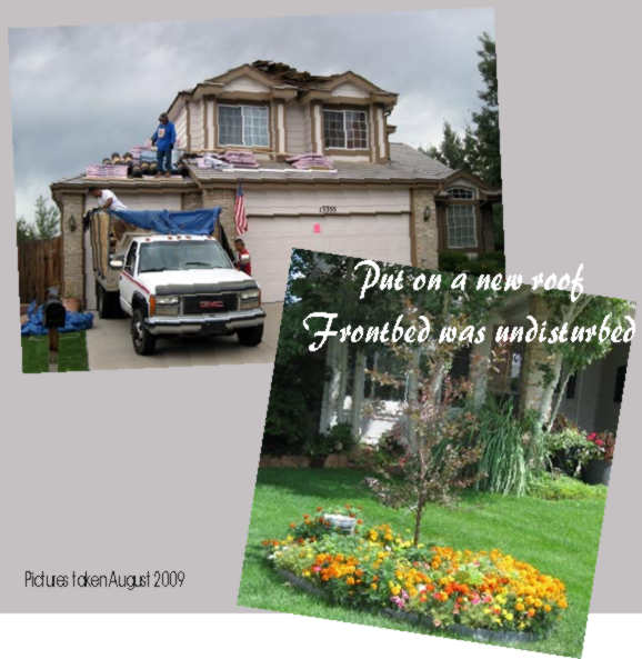 New Roof - Glorious Marigolds