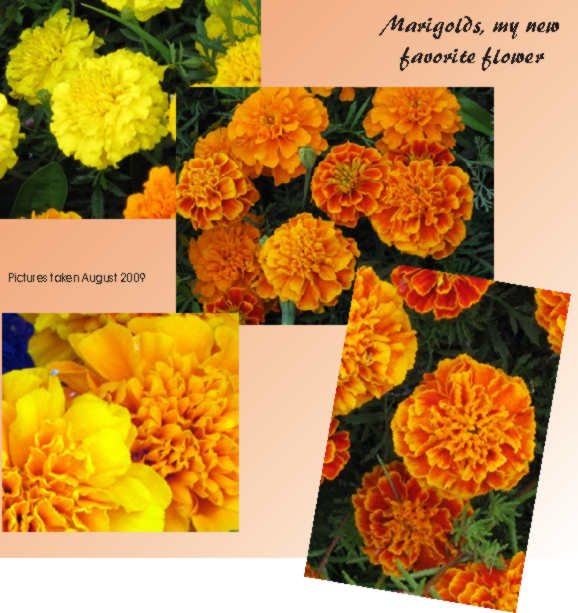 Glorious Marigolds - my new favorite flower