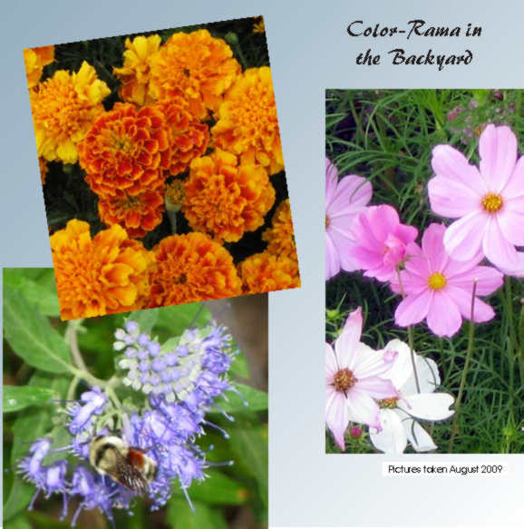 Chrysanthemum maximum (Asteraceae) or Shasta Daisy