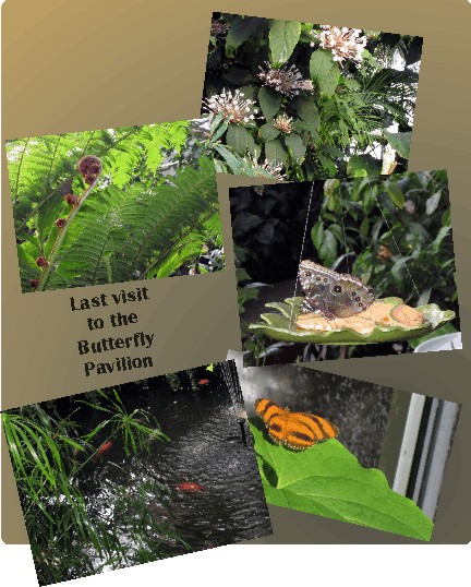 Last visit to the Butterfly Pavilion in Broomfield, CO