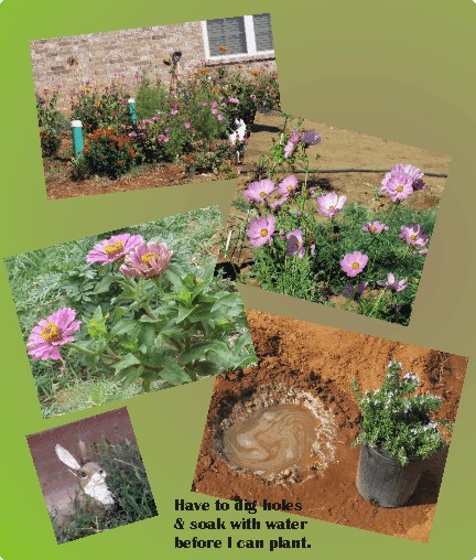Soaking holes with water before planting is a common event