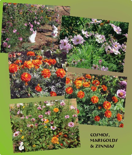 Cosmos, marigolds, & zinnias galore
