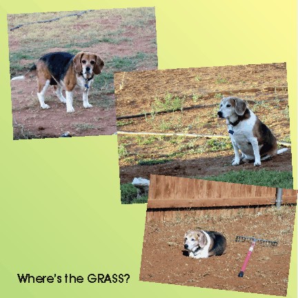 Poor Billy & Betty - they need some grass