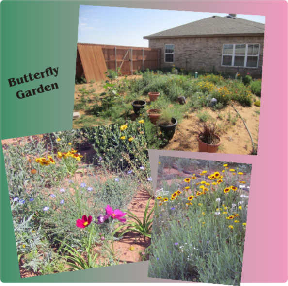 Butterfly Garden in Full Bloom