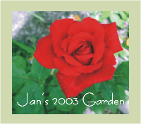Click here to view beautiful flowers from Jan's Garden 2003