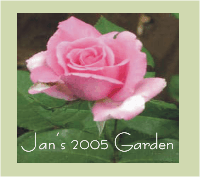 Click here to view beautiful flowers from Jan's Garden 2005