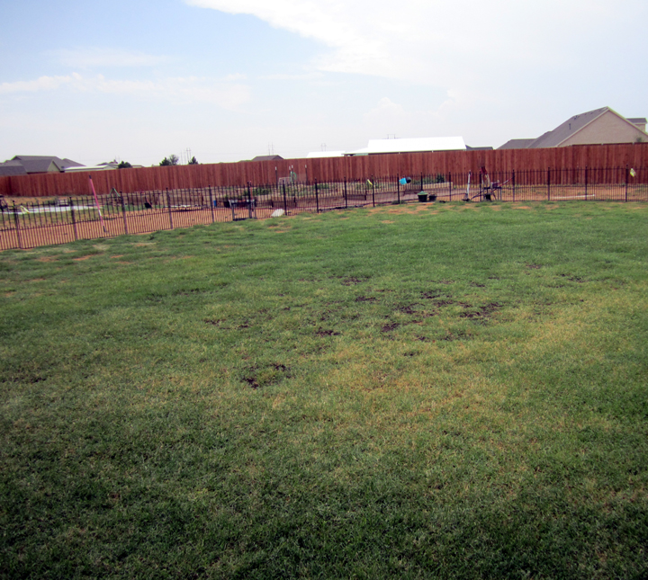 back yard with grass - no more muddy paws