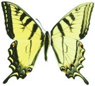 butterfly image