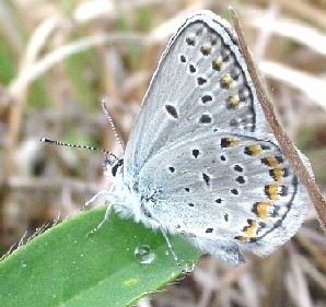 karner blue butterfly art