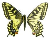 butterfly image