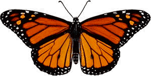 Male Monarch Butterfly Image: http://www.monarchwatch.org/biology/sexing.htm ; March 16 1999.