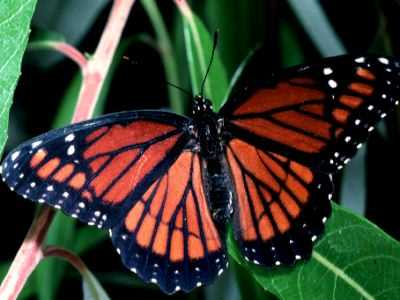 viceroy butterfly