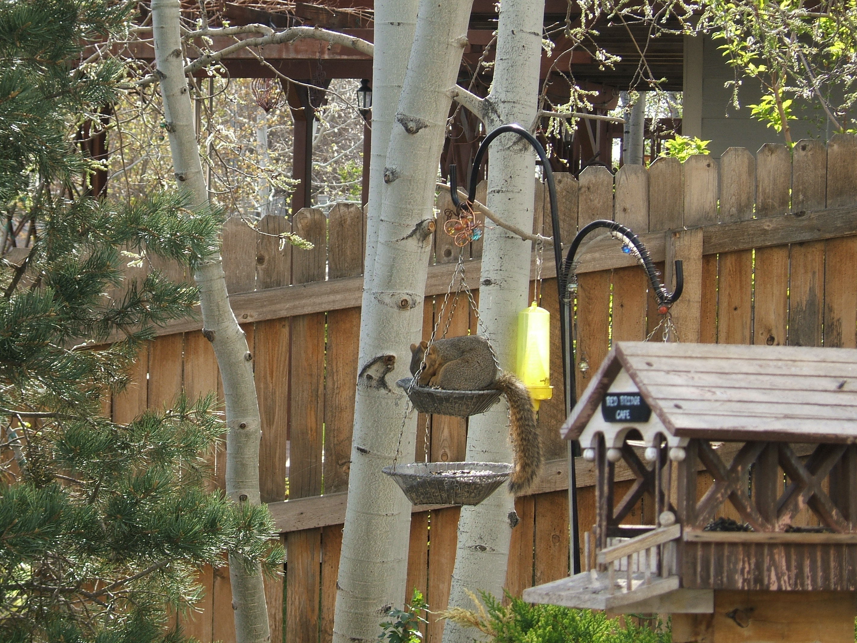 Caught in the act again.  Squirrel grabbing a snack.