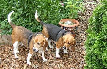 Billy & Betty Beagle in the Colorado Garden