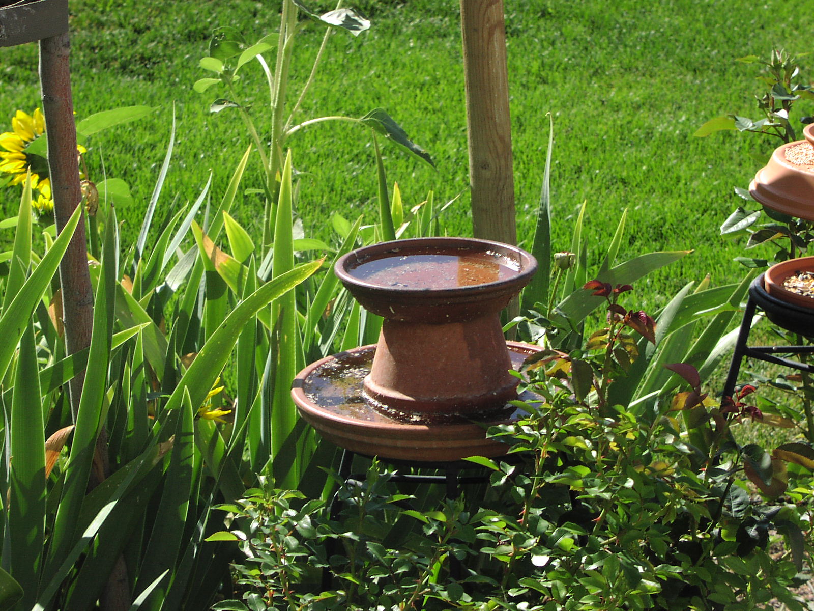 Bird bath in front yard in 2005-06