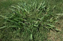 Dallisgrass