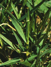 Fescue