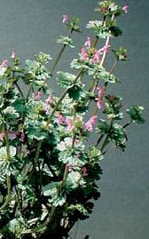 Henbit
