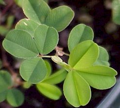 Lespedeza